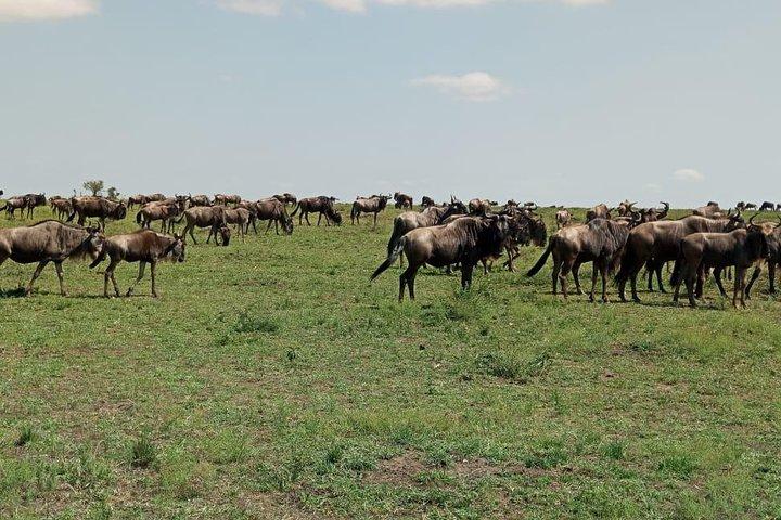 7 Tage 6 Nächte Aberdares / Lake Nakuru / Masai Mara / Lake Naivasha / Amboseli