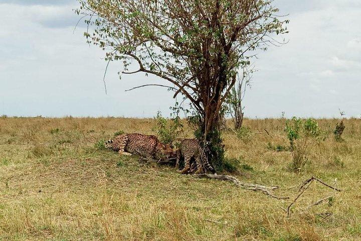 7 Tage 6 Nächte Aberdares / Lake Nakuru / Masai Mara / Lake Naivasha / Amboseli