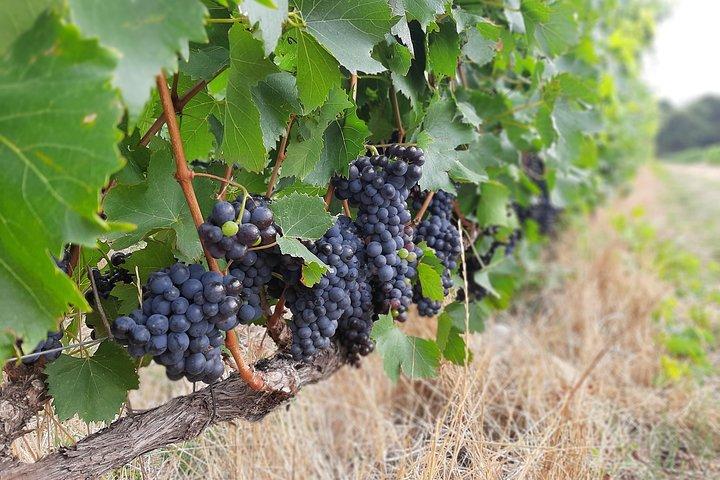 Private Weintour durch Stellenbosch, Franschhoek und Paarl