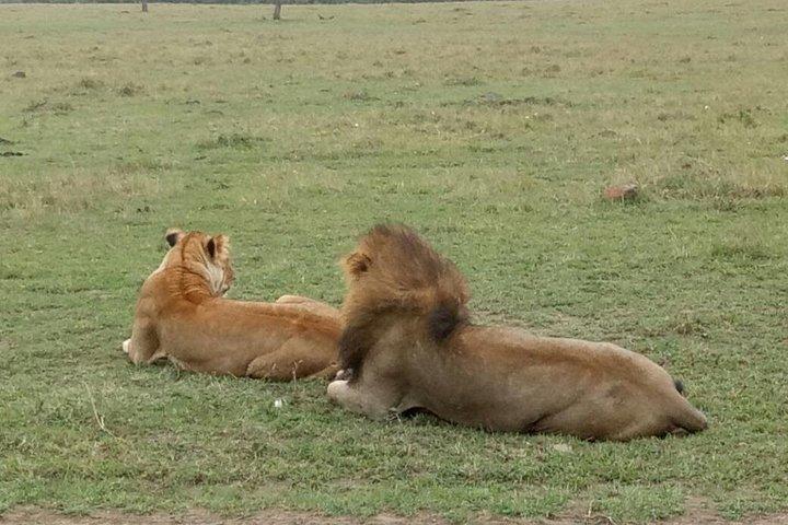 マサイマラ国立保護区で6日間-ナクル湖-アンボセリ国立公園