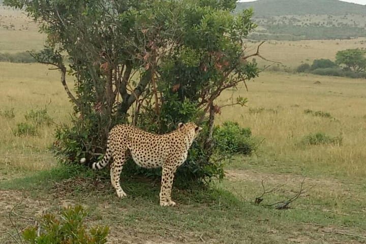 7 Days in Masai Mara- Lake Nakuru- Lake Naivasha- Amboseli National Park