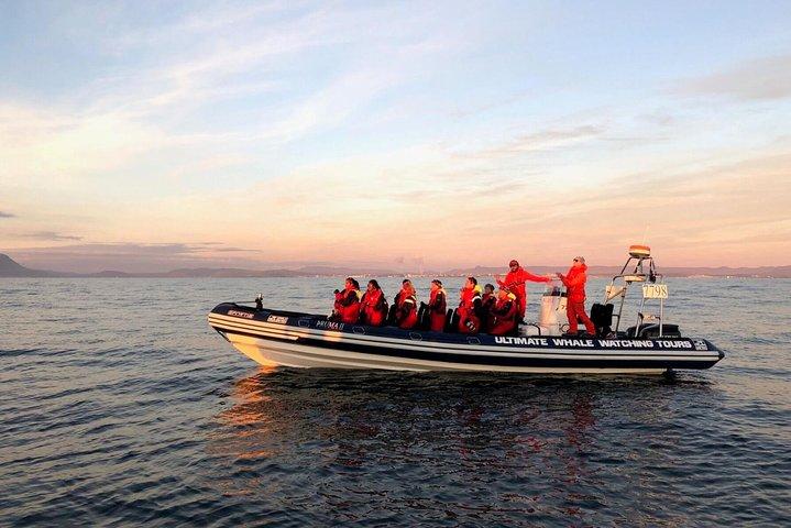 Lille gruppe hvalsafari i midnattssol fra Reykjavík