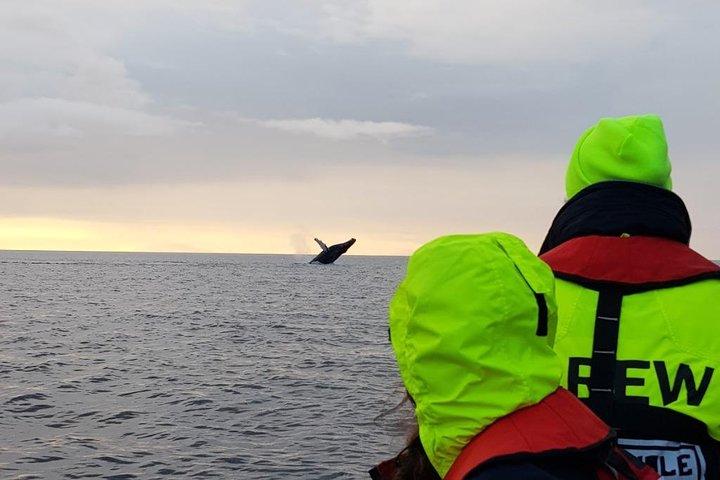 Lille gruppe hvalsafari i midnattssol fra Reykjavík