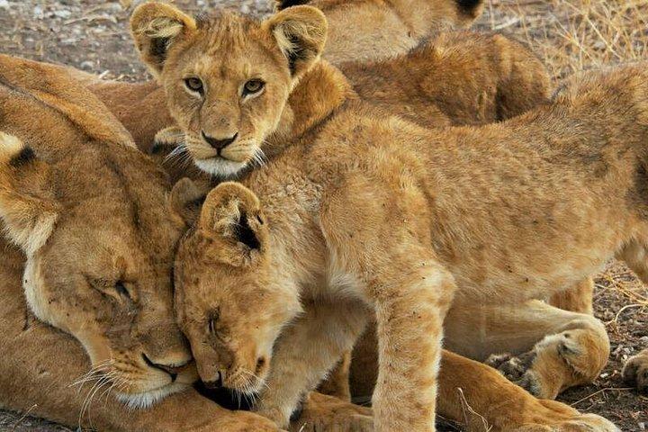 ザンジバルまたはダルエスサラームからセルース国立公園への日帰り旅行
