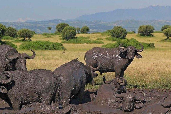 1 Tag Lake Mburo National Park