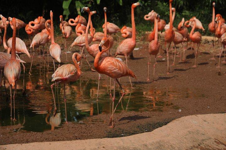 Mandai wildlife Singapore com Trânsito de Trânsito apenas