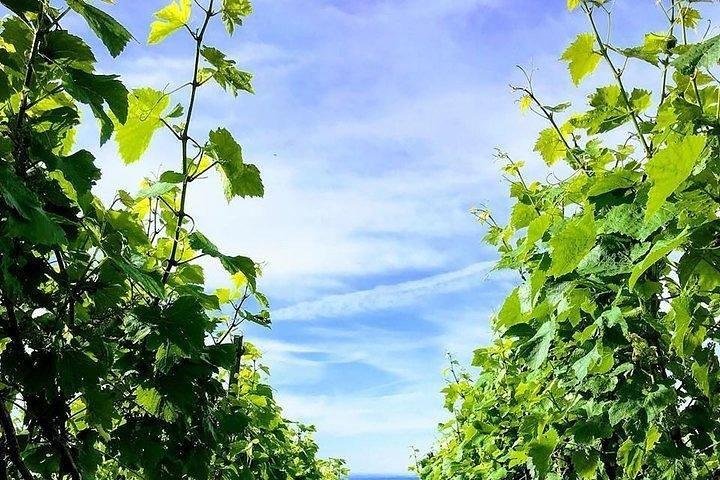 シャンパーニュラミアブル：グランクリュのブドウ畑の中心部で散策と試飲