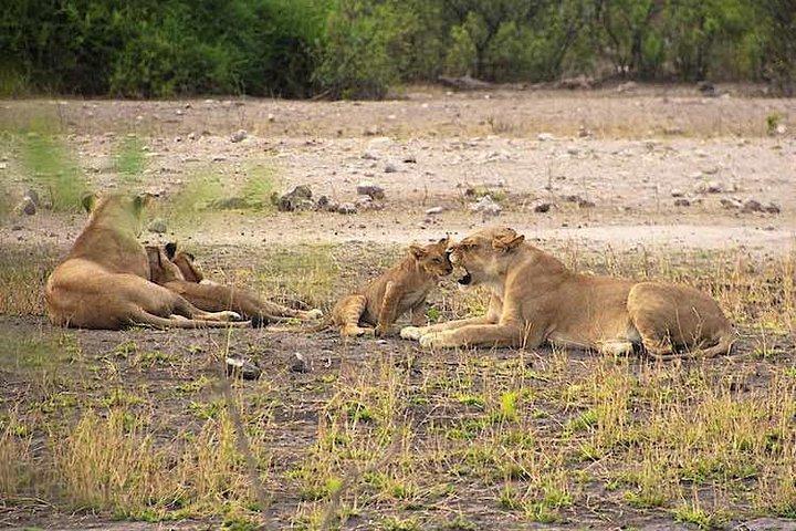 Chobe-dagstur i Botswana