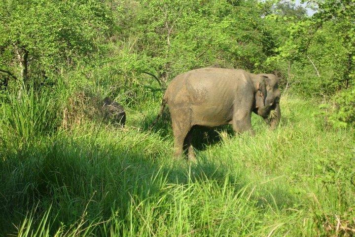 Besök Jeep Safari i Minneriya National Park Från Kandy
