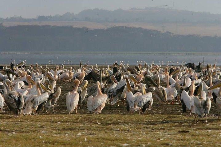 Aventure de 4 jours au lac Nakuru et Maasai Mara