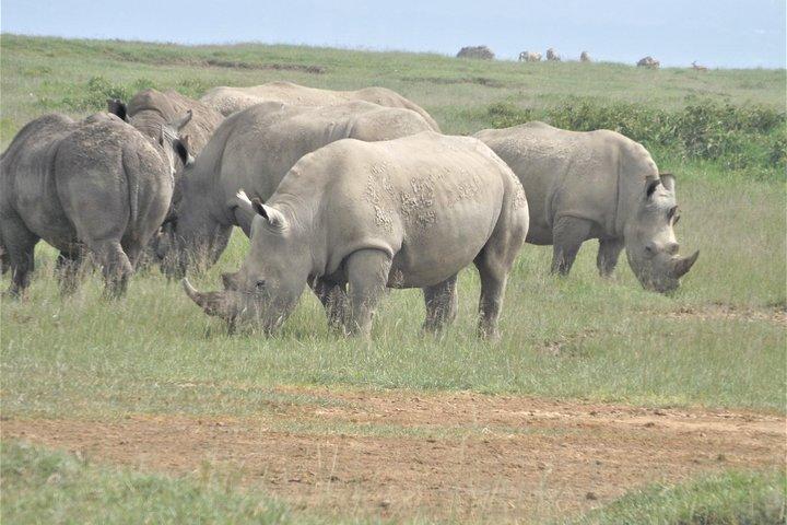Aventure de 4 jours au lac Nakuru et Maasai Mara