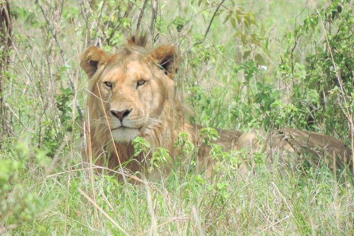 Aventure de 4 jours au lac Nakuru et Maasai Mara