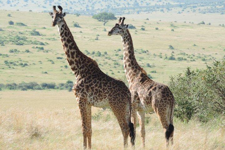 Aventure de 4 jours au lac Nakuru et Maasai Mara