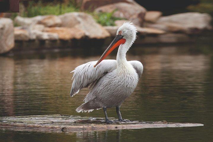 アーメダバード発ナル サロヴァール鳥類保護区とロタールの 1 日ツアー