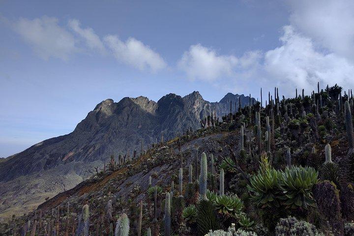 5 Dias Rwenzori Caminhadas Uganda