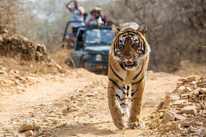 Hoteller i nærheden af Ranthambore Tiger Safari Private Day Tour