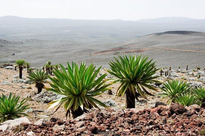 3-daagse trekking in Bale Mountains