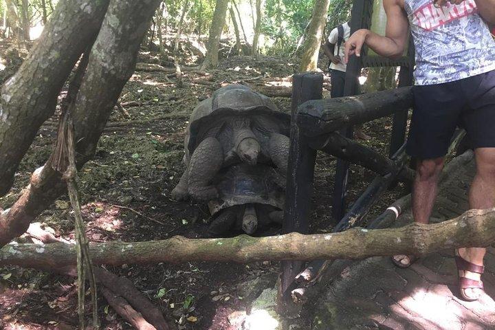 監獄島、ナクペンダ、ストーン タウン 1 日ツアー (ランチ ビュッフェ付き)