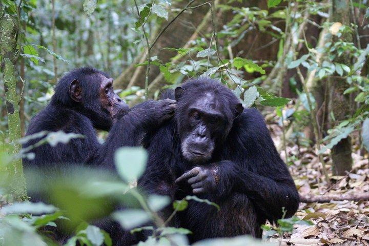 7-dages Fort Portal Culture Tour Vestlige Uganda