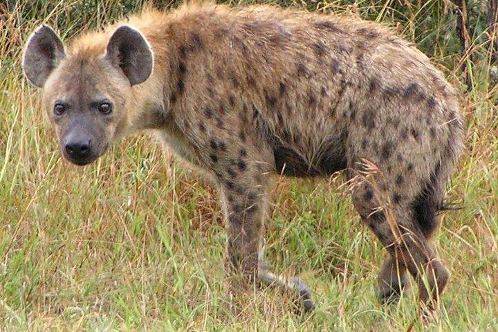 Hluhluwe Imfolozi & Isimangaliso Wetlands Safaris de 3 dias de Durban