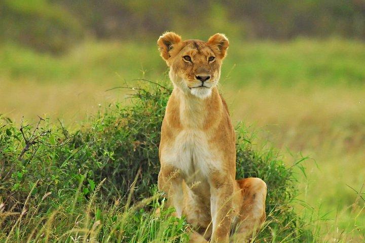3 Jours 2 nuits Budget Safari Masai Mara