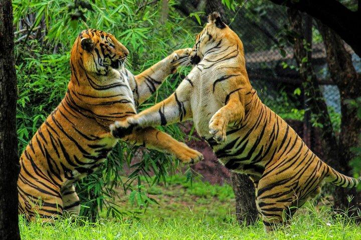 Privat: Von Jaipur nach Ranthambore, Hin- und Rückfahrt in einem Fahrzeug mit Klimaanlage