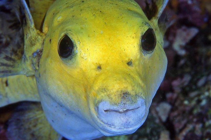Scuba Diving Hermosa og Coco Beach for certificerede dykkere