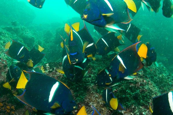 Scuba Diving Hermosa og Coco Beach for certificerede dykkere