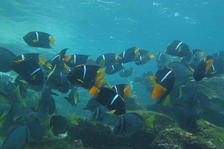Full Day Pinzon Island, Terminando en la Fe con Snorkeling y Almuerzo incluido