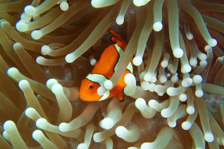 Crociera sulla Grande Barriera Corallina da Townsville o Magnetic Island