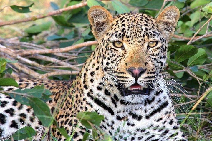 8 Days Masai Mara, Nakuru, Naivasha, Amboseli Budget Safari