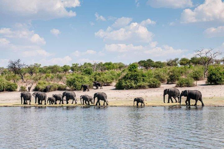 Chobe Day Trip
