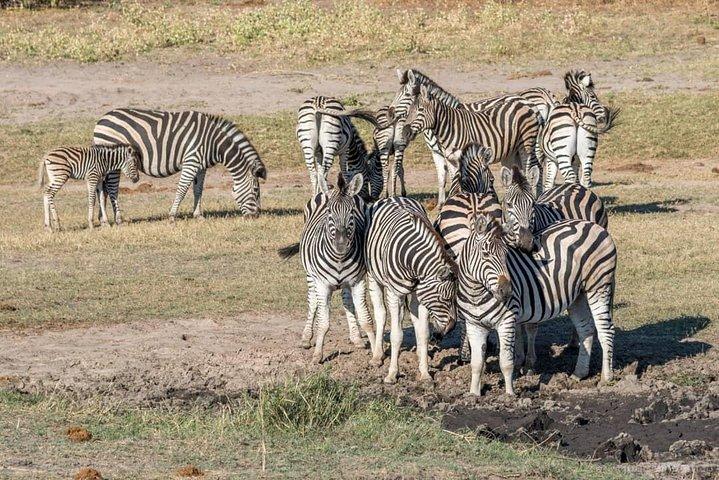 Chobe Day Trip