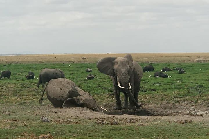 4 days maasai mara (migration) - lake nakuru (flamingoes) safari
