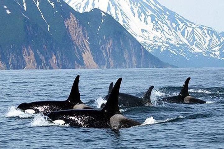 Vancouver Whale Watching Adventure med bytur