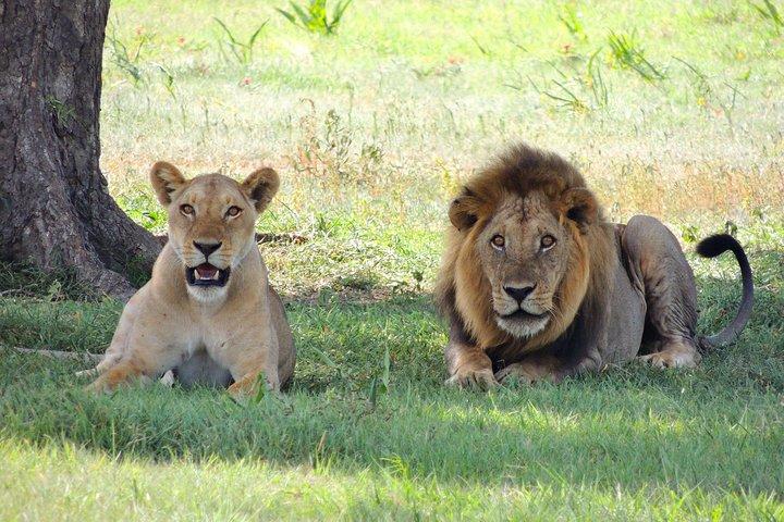 9 jours Masai Mara, Amboseli, Mombasa Safari