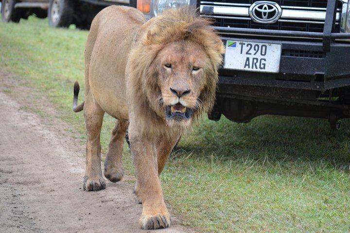 キリマンジャロ、タランギレ、セレンゲティ、ンゴロンゴロクレーターの6日間の最高の冒険