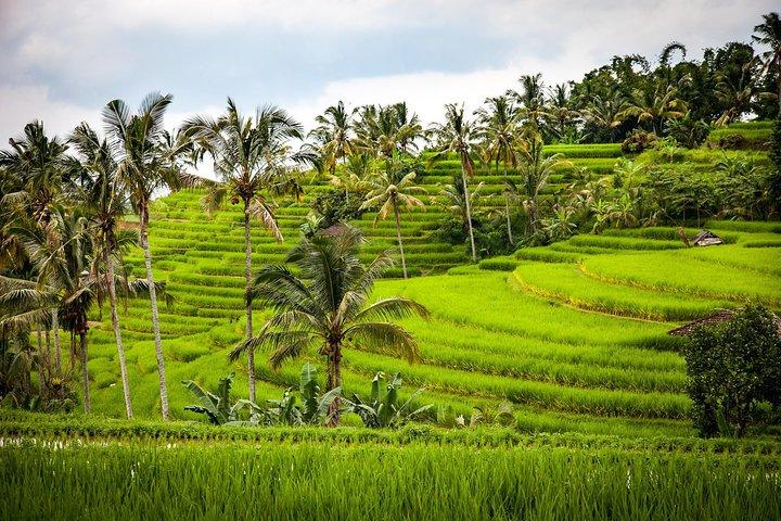 Excursión privada de día completo a Bali del Norte con WiFi gratis
