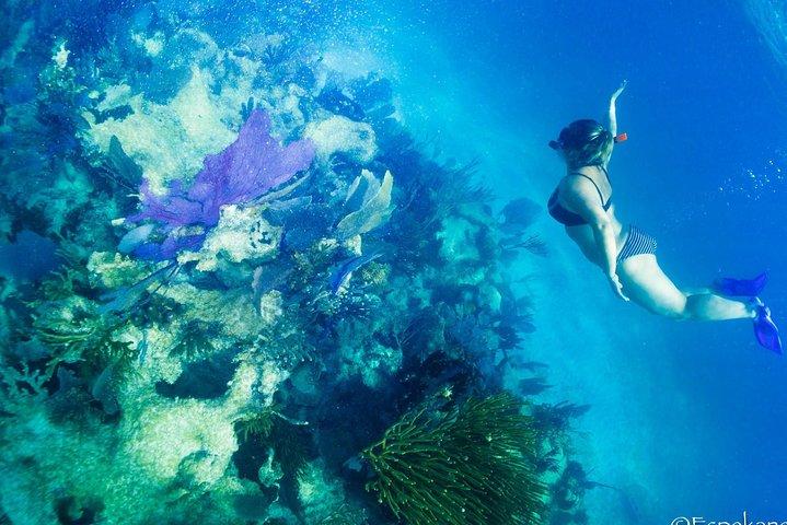 Mahahual Snorkeling Adventure: Turtle Encounter
