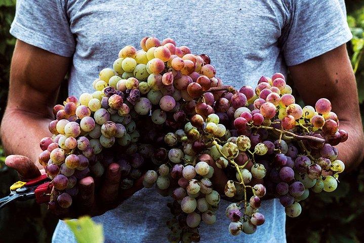 Visite privée du vin d'Athènes pour les amateurs de vin