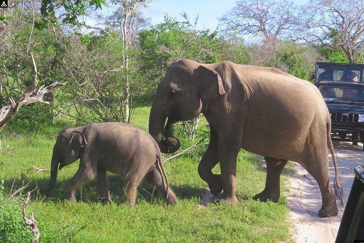 ショアエクスカーションハンバントタ港からヤラサファリへ、そしてカムバック（オールインクルーシブ）