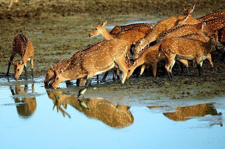 ショアエクスカーションハンバントタ港からヤラサファリへ、そしてカムバック（オールインクルーシブ）