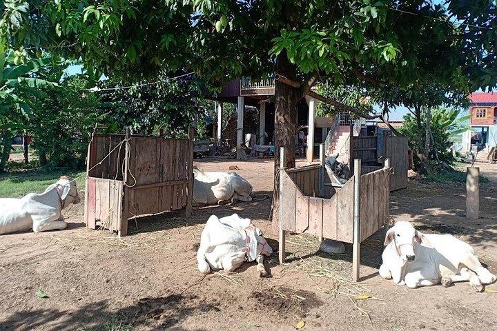 Fietstocht door het platteland van Phnom Penh