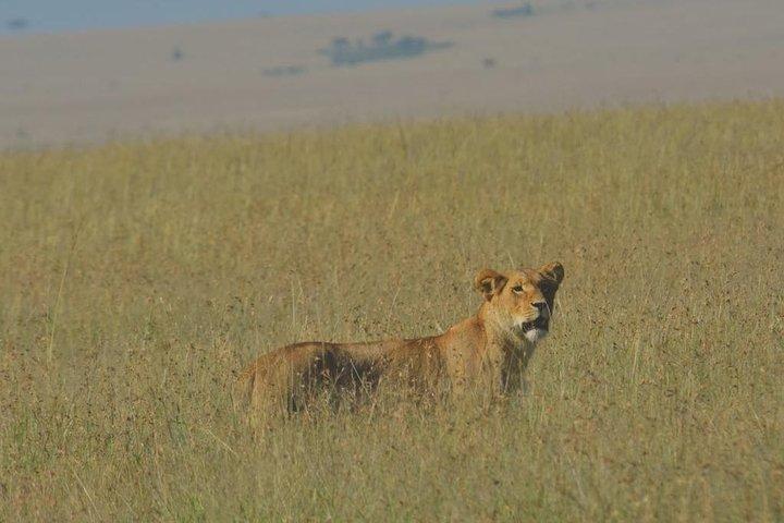 6 Tage Maasai Mara / Nakuru / Amboseli Gruppensafari