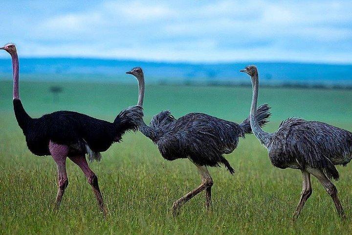 4 Days MaasaiMara-Nakuru Group joining Safari