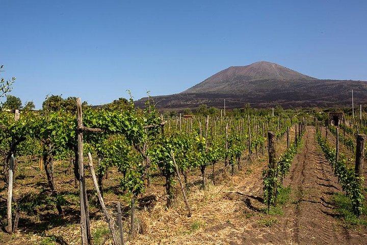 Monte Vesuvio e degustazione di vini con pranzo Tour privato dalla Costiera Amalfitana