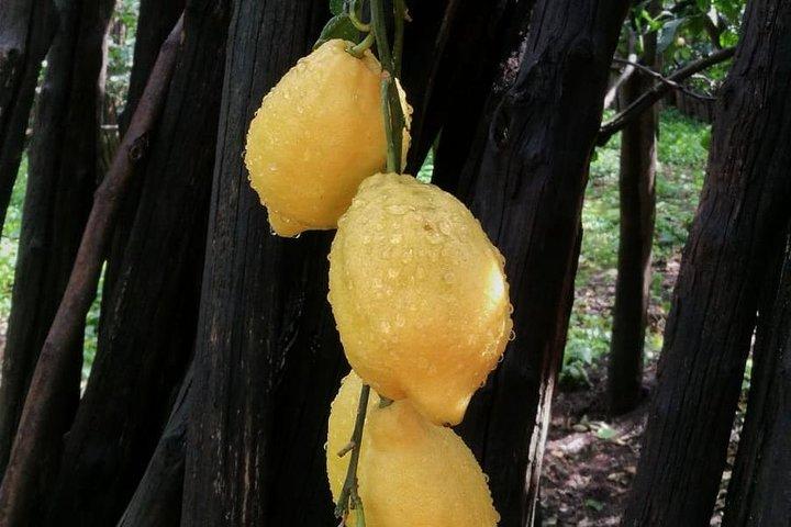 DESCUBRE SORRENTO, recorrido gastronómico y a pie. Limones, queso y aceite de oliva