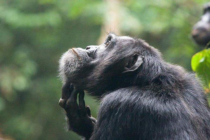 Suivi des chimpanzés sur 3 jours - Budget