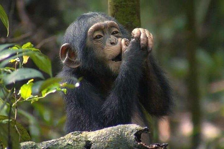 Suivi des chimpanzés sur 3 jours - Budget