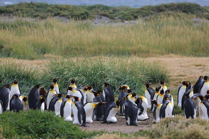 オウサマペンギン自然保護区 - ティエラ・デル・フエゴ島